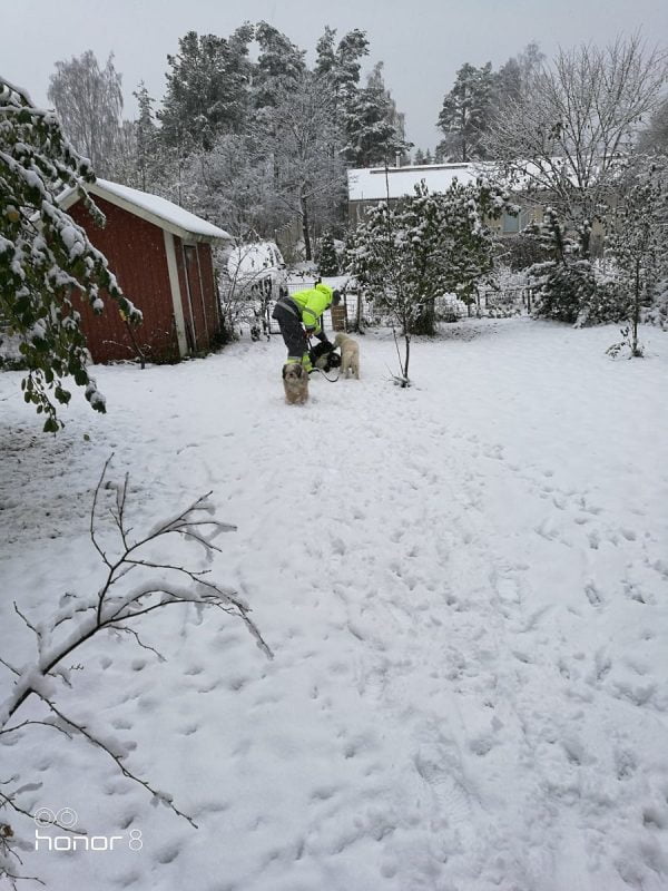 säällä kuin säällä koirat ulos koirahotelli perro